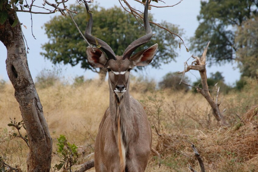 Day trip to Chobe National Park (Botswana)  from Livingstone (Zambia)