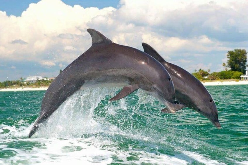 Deux dauphins bondissant hors de l’eau. 1
