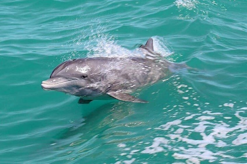 Happy Dolphins 5