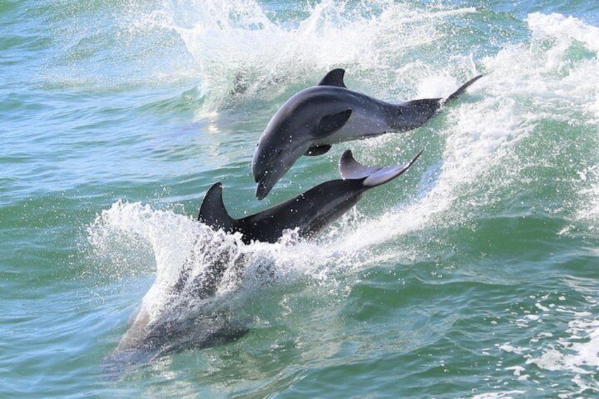 Deux dauphins sautent hors de l’eau. 4