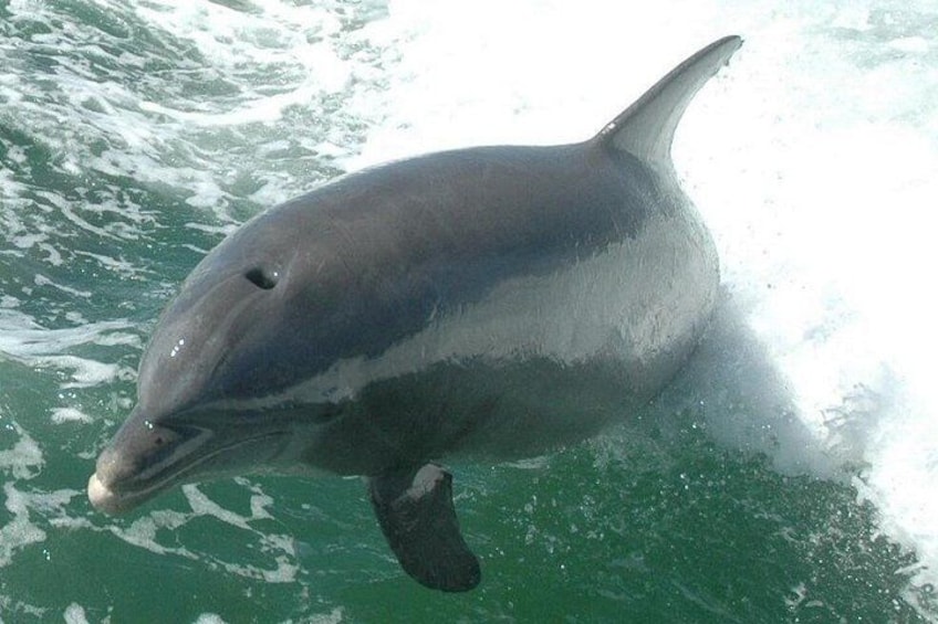 Een dolfijn zwemt in de oceaan. 3