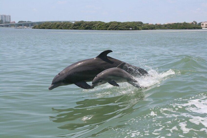 Deux dauphins sautent hors de l’eau près d’une côte, avec des bâtiments visibles en arrière-plan. 5