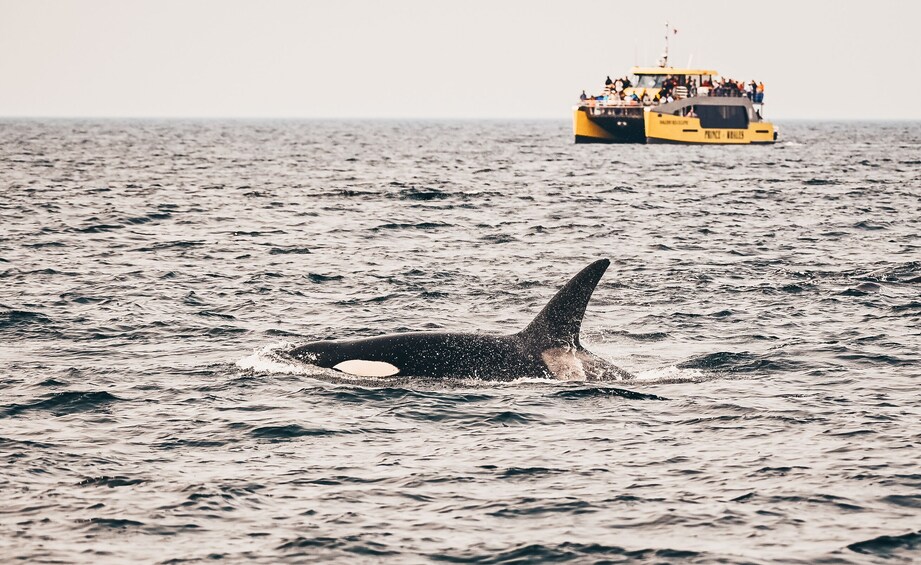 Half-Day Whale Watching (Victoria, BC)