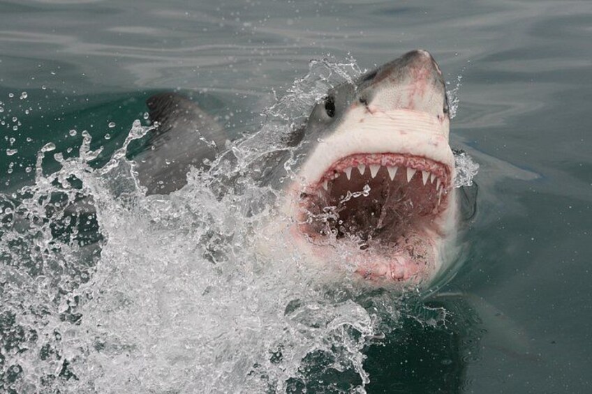A shark spyhopping near the boat 2