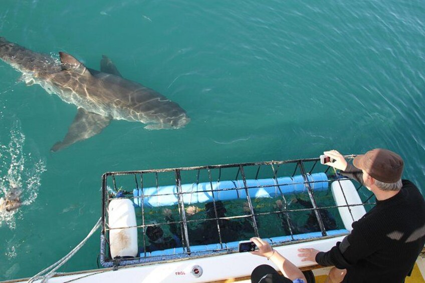Awesome action of YOU going eye to eye with sharks from our cage 1
