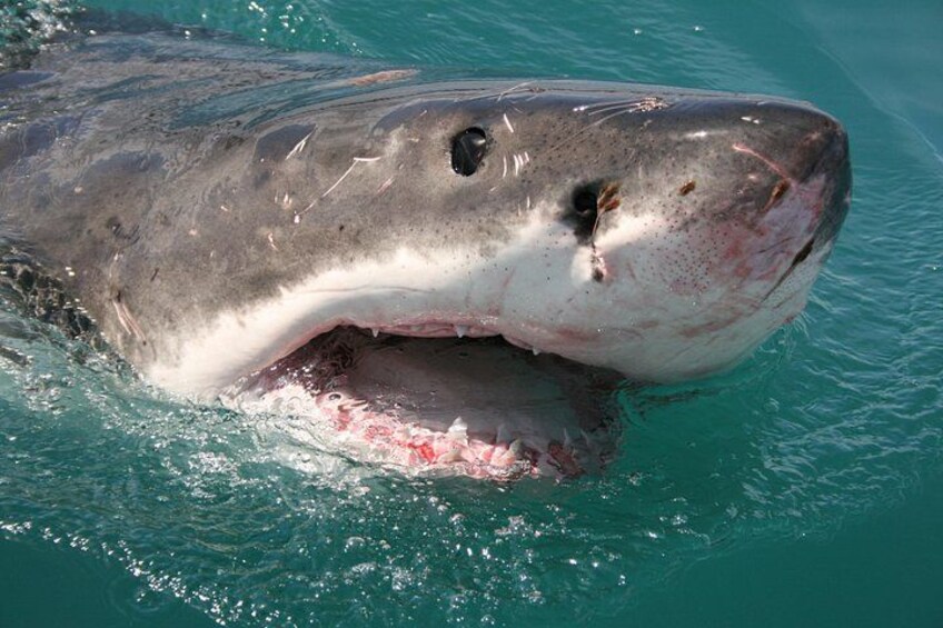 A shark approaches the boat. 3