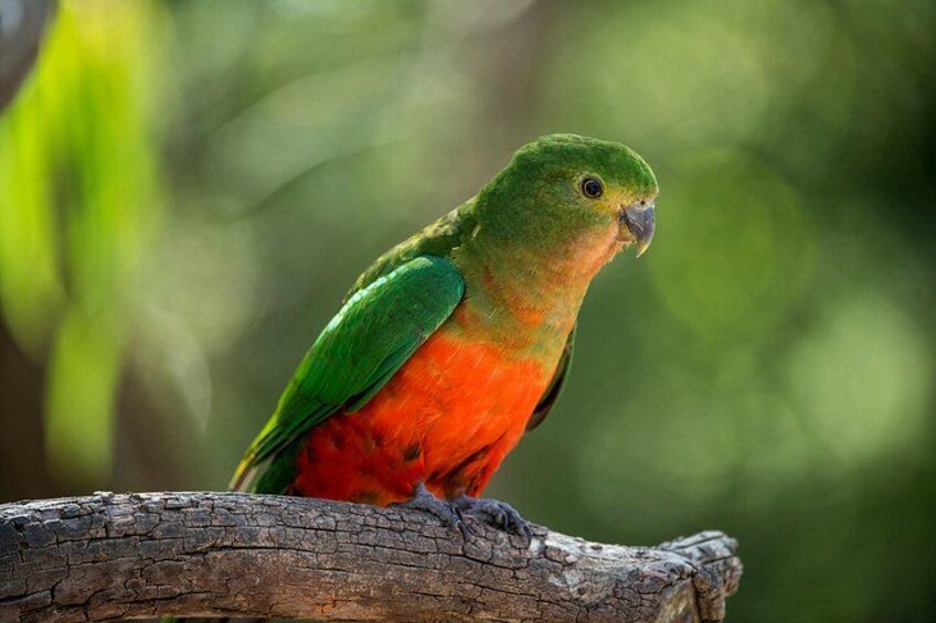A parrot perched on a branch. 5