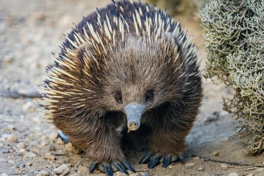 An echidna on the ground with spines, surrounded by dry vegetation. 3