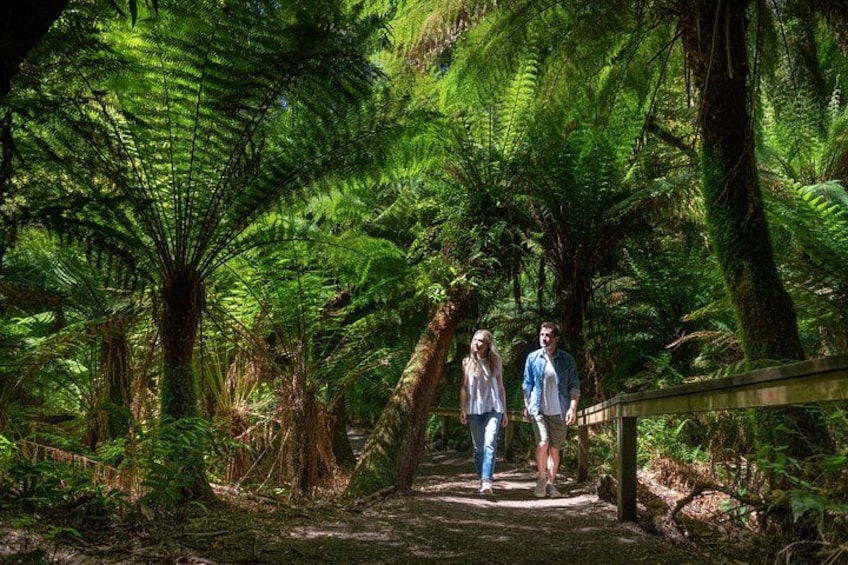 A forested path with ferns and a wooden bridge. 4