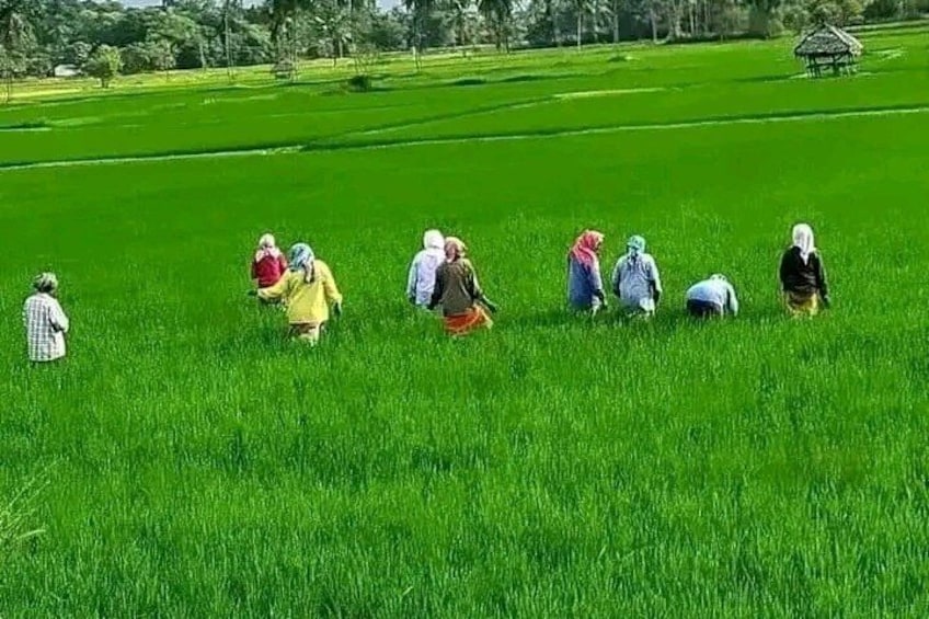 A group of people working in a lush green field, possibly engaged in agriculture. 1