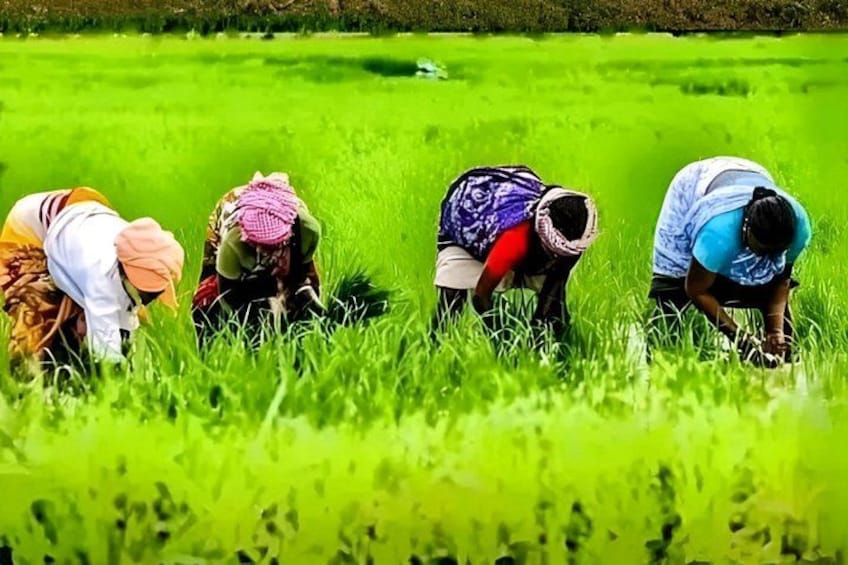 Cuatro personas trabajando en un campo verde exuberante. 5