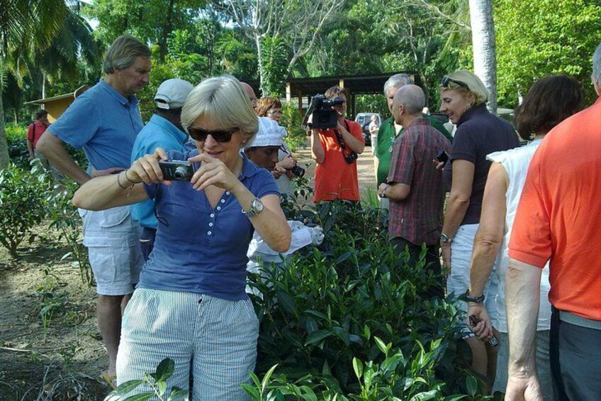 A group of people in a tropical outdoor setting, some taking photographs. 2