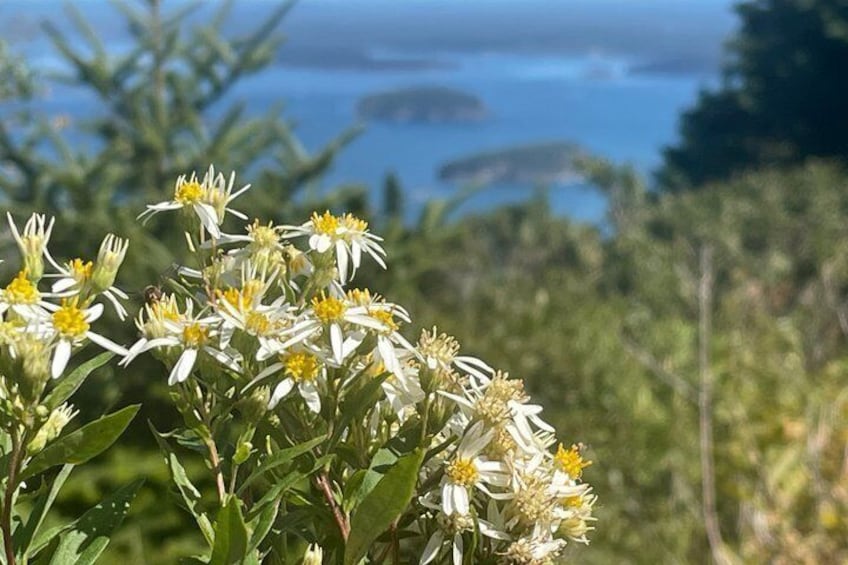 Narrated Bus Tour of Bar Harbor and Acadia National Park 4