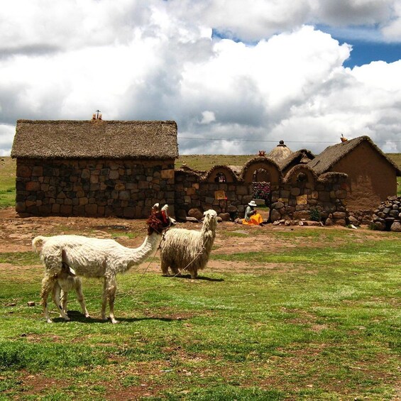 Titicaca Lake and Sillustani 4 days and 3 nights