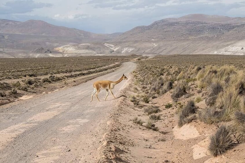 Arequipa and Colca Canyon 4 days and 3 nights