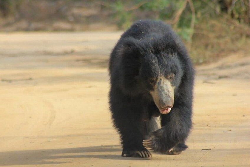 Yala safari Tours Morning /Afternoon /Fullday 5