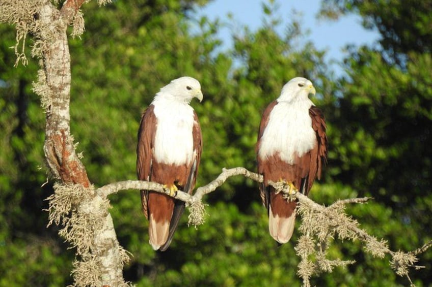 Yala safari Tours Morning /Afternoon /Fullday 2
