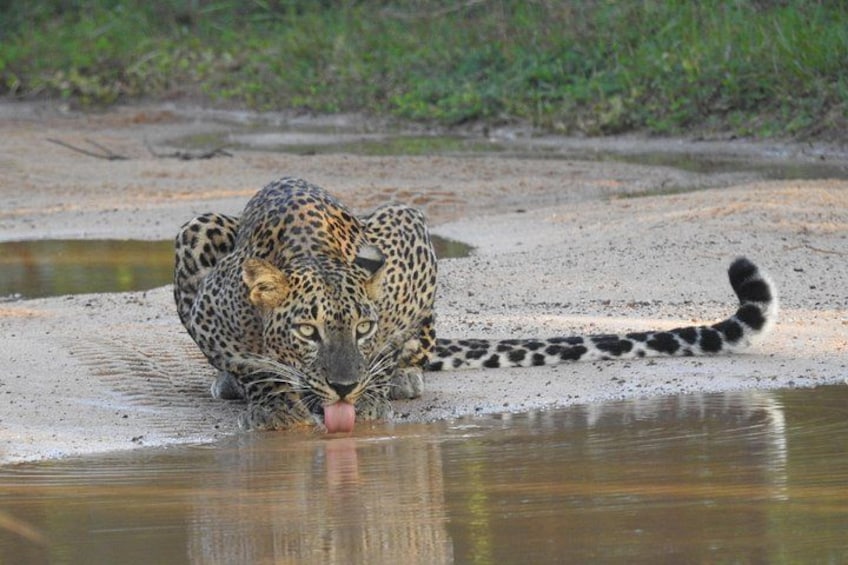 Yala safari Tours Morning /Afternoon /Fullday 4