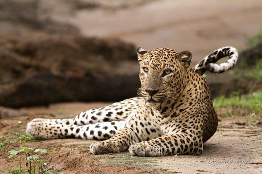 En leopard som ligger på marken med en bergig bakgrund. 1