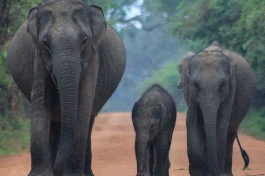 Yala safari Tours Morning /Afternoon /Fullday 3