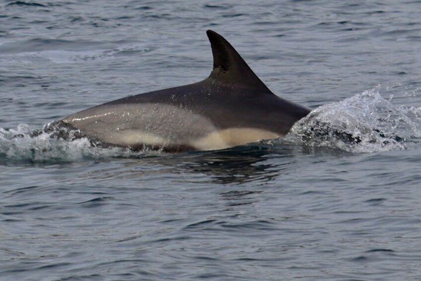 Exhilarating Rib experience - Dingle sea safari 1