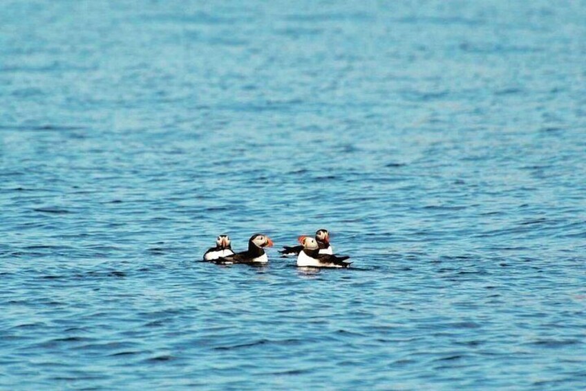 Three puffins swimming in a body of water. 3