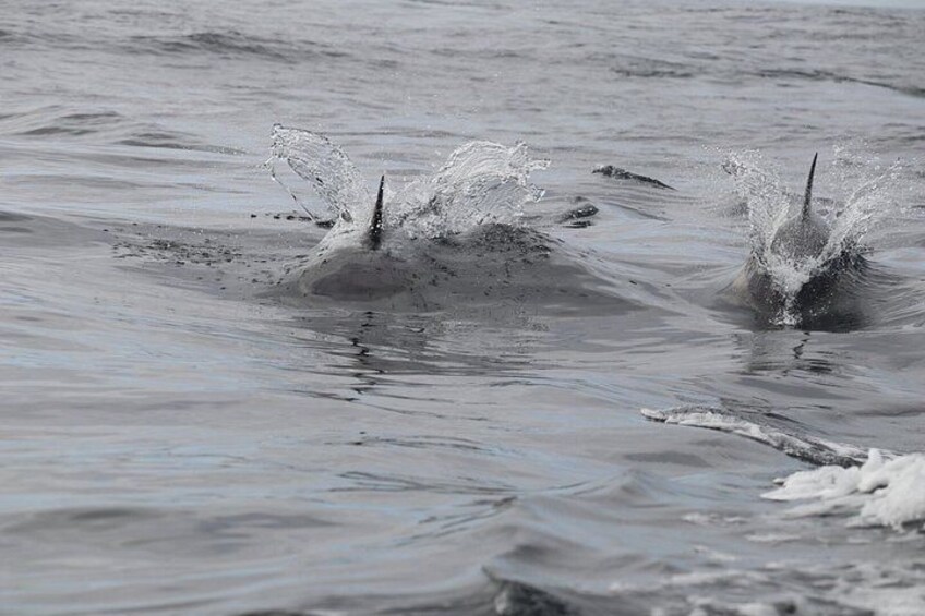Two dolphins breaching the water's surface. 2