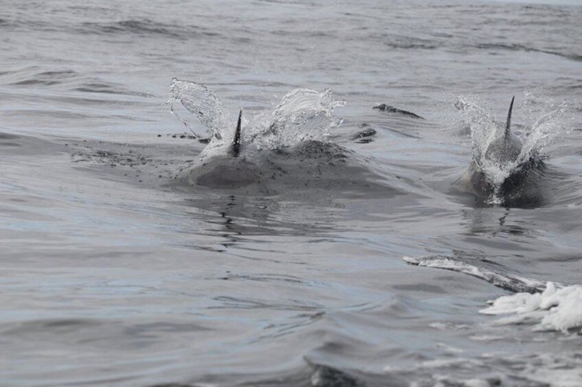 Dingle Sea Safari - Rib boat tour in Dingle Bay 2
