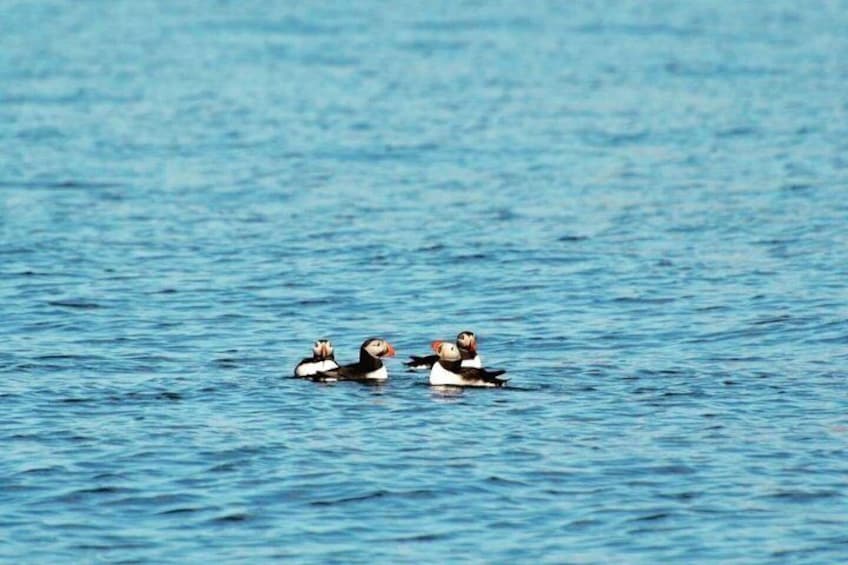 Three puffins swimming in calm blue water. 3