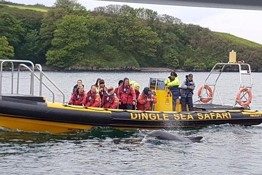 A group of people on a yellow boat with 'DINGLE SEA SAFARI' written on it, surrounded by water and greenery. 4