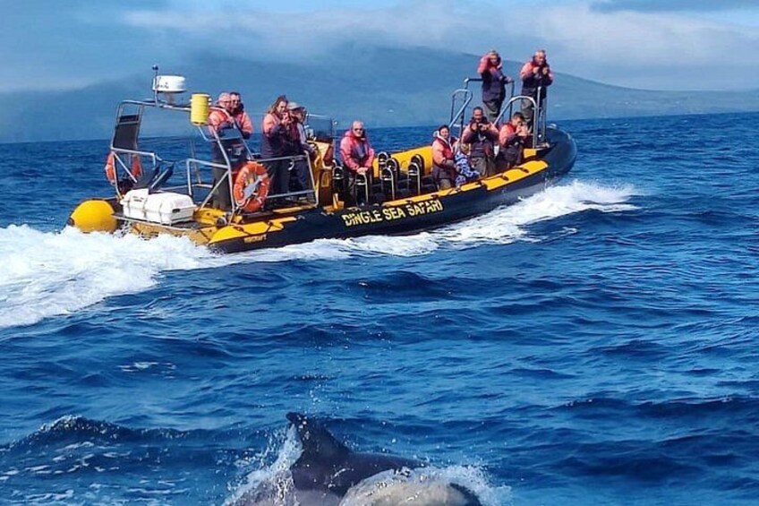 Dingle Sea Safari - Rib boat tour in Dingle Bay 2