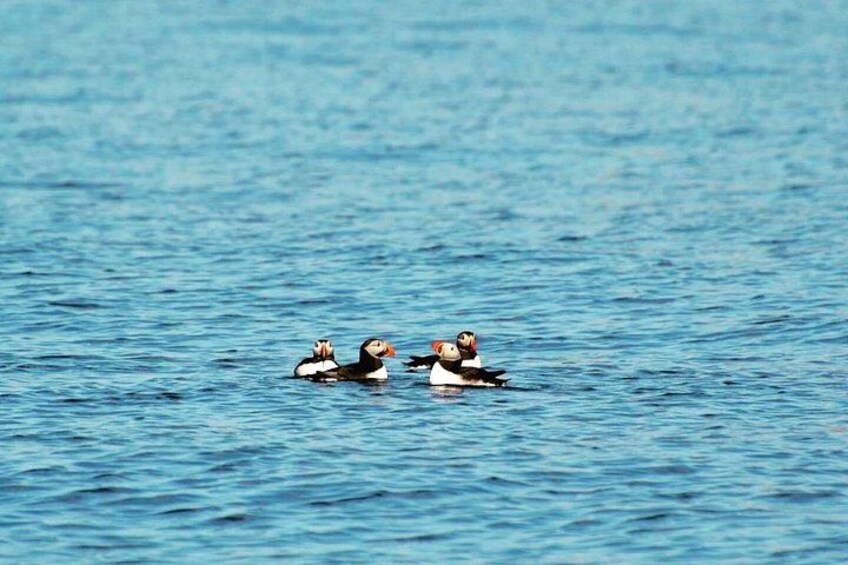 Dingle Sea Safari - Rib boat tour in Dingle Bay 2