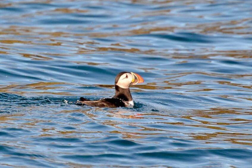 Puffins we see 3