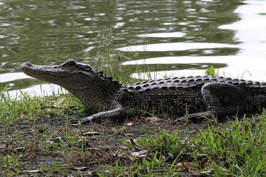 En alligator som vilar vid en vattenyta. 3