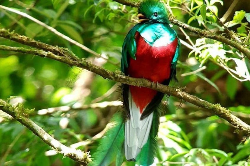 A bird perched on a branch with green foliage in the background. 1