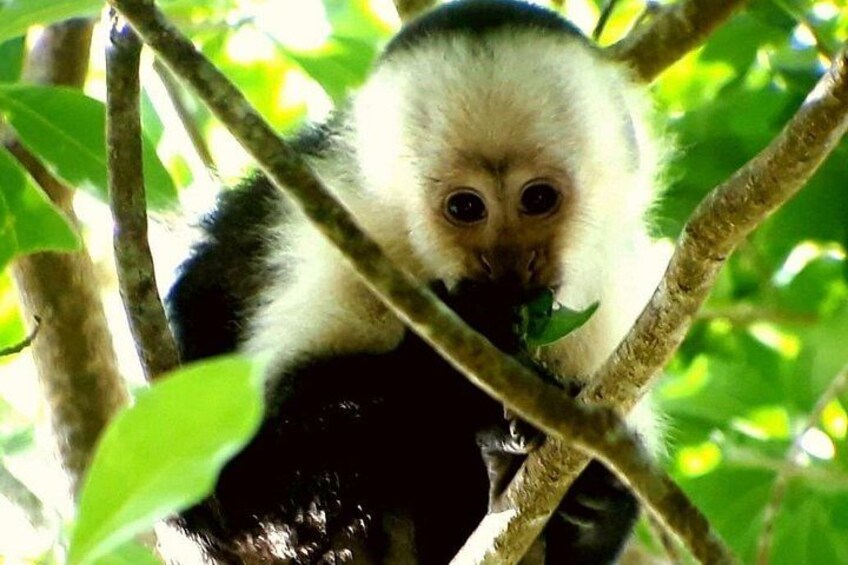 Un panda perché dans un arbre, entouré de feuilles vertes. 4