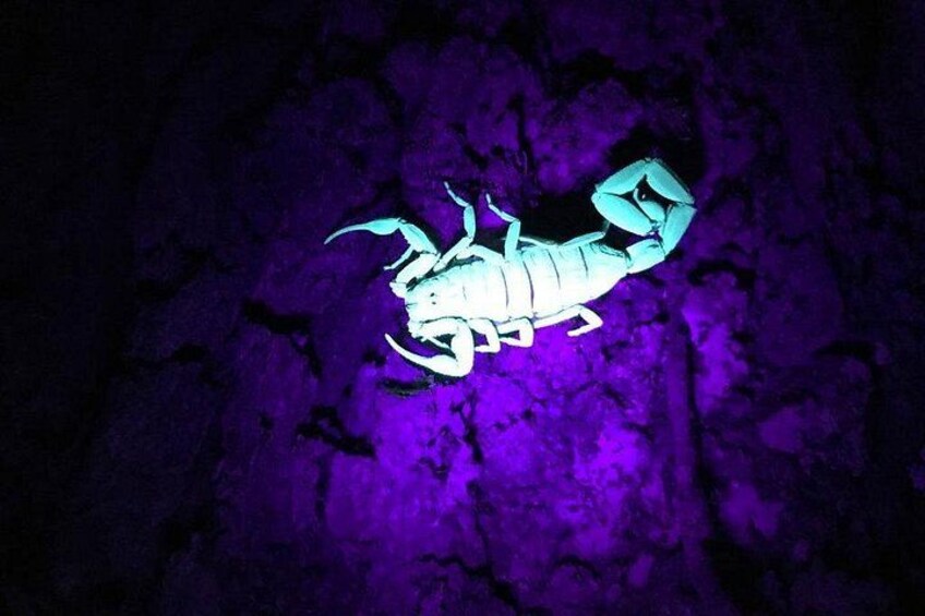 Un scorpion phosphorescent se détachant sur un mur à la texture marquée. 3