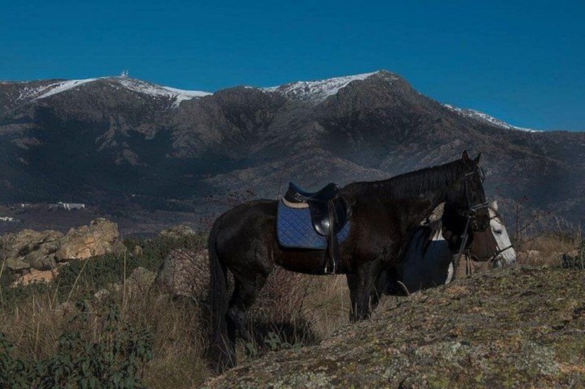 Un cheval, sellé, se trouve sur une pente rocheuse, avec une montagne en arrière-plan. 2