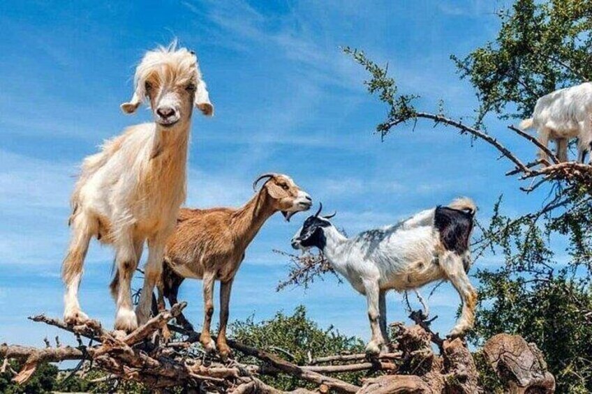 Un grupo de cabras de pie sobre una rama caída en un entorno natural. 2