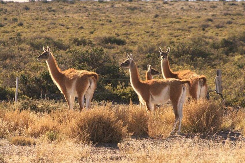 Peninsula Valdes, Full dayTour or Shore Excursion 1
