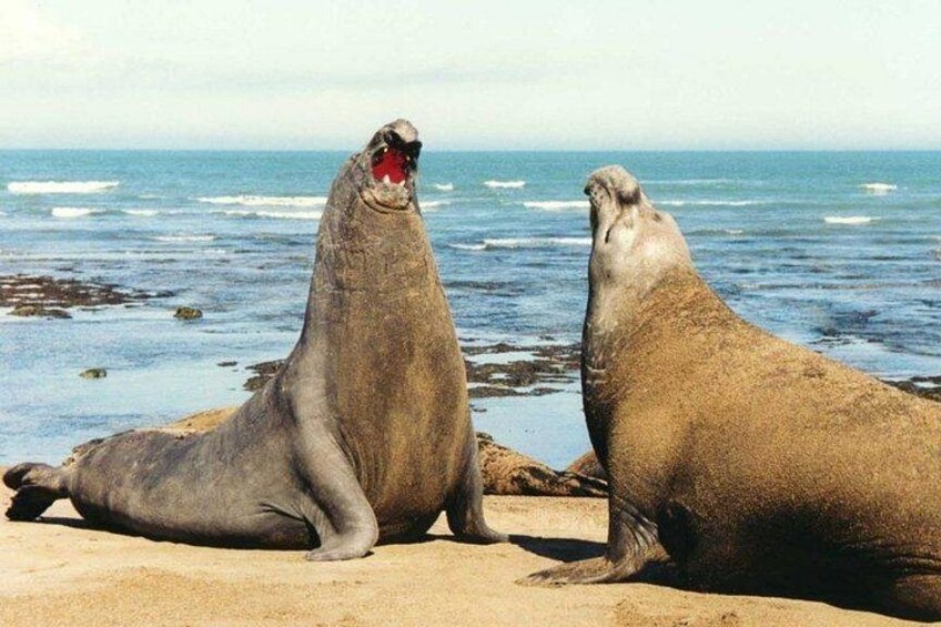Peninsula Valdes, Full dayTour or Shore Excursion 2