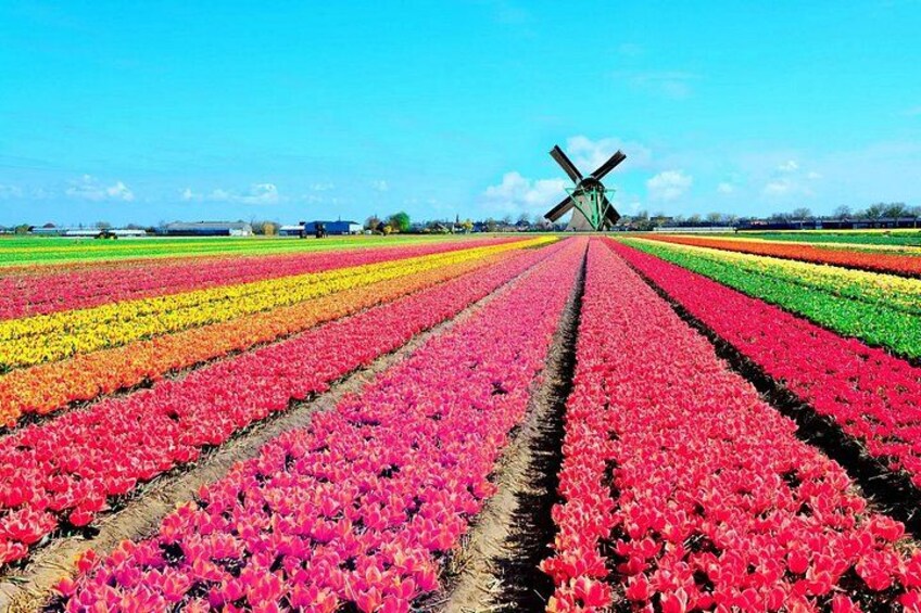 Private tour : Keukenhof Tulips and Delft Tour from Brussels Full day 4