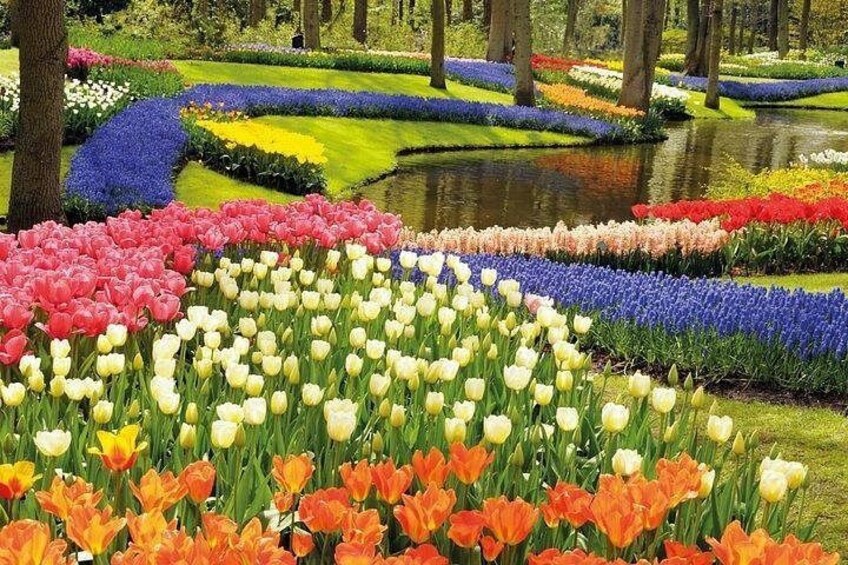 Private tour : Keukenhof Tulips and Delft Tour from Brussels Full day 1