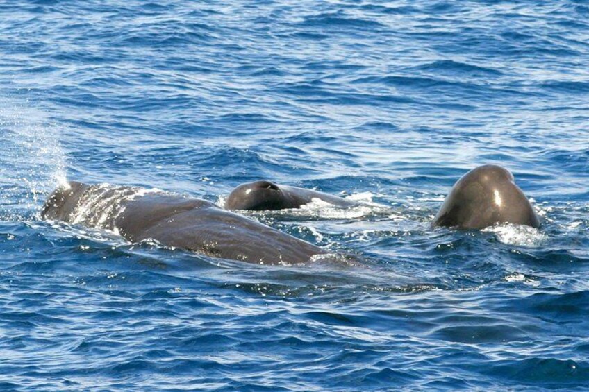 Pilot Whales 1