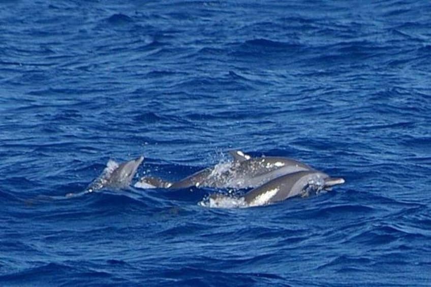 Dolphins 3