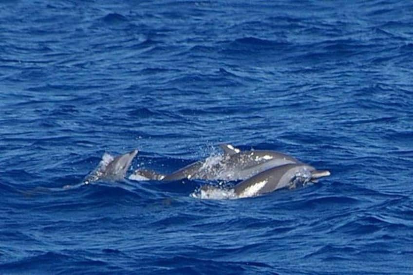 Dolphins 2