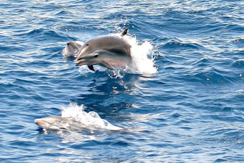 Fraser's Dolphins 3