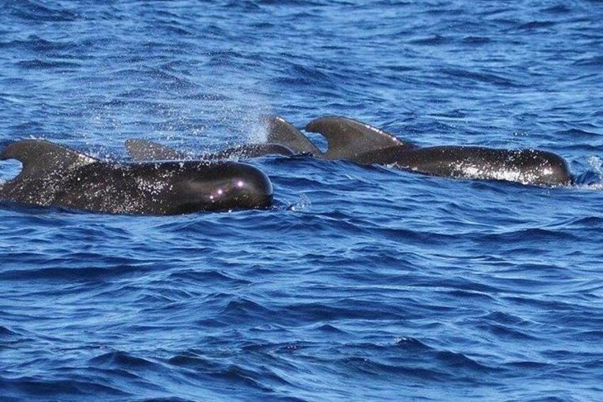 Dos orcas nadando en el océano. 4