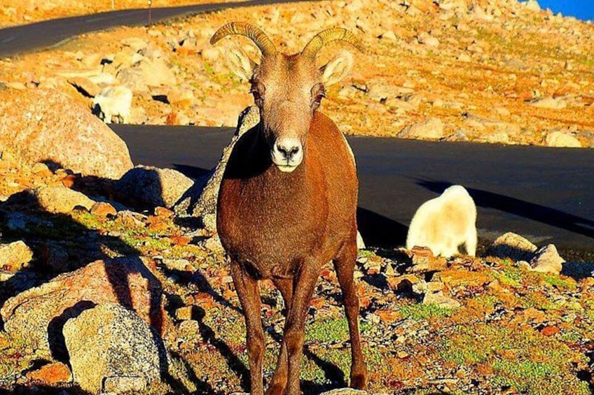 Mount Blue Sky, Clear Creek Canyon & Red Rocks Park (Mount Evans) 3