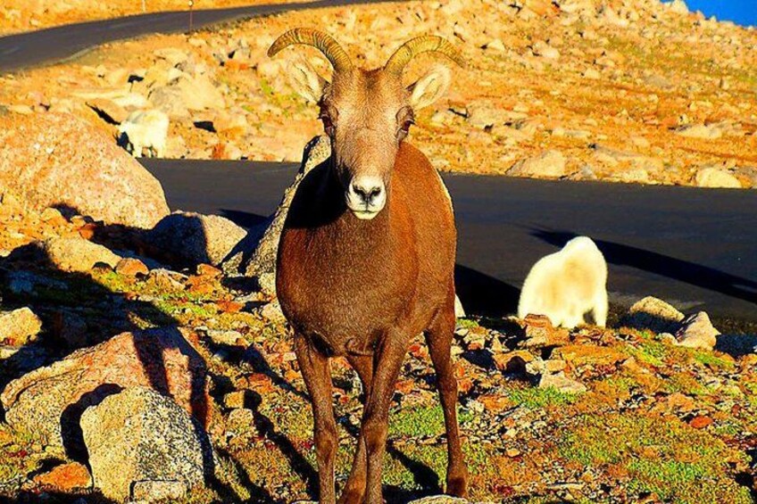 Mount Blue Sky, Clear Creek Canyon & Red Rocks Park (Mount Evans) 2